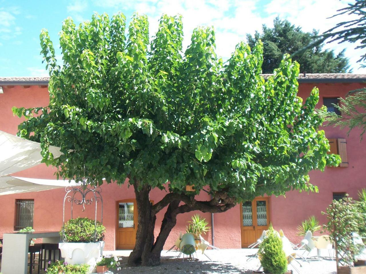Agriturismo Al Casale Codroipo Exteriér fotografie